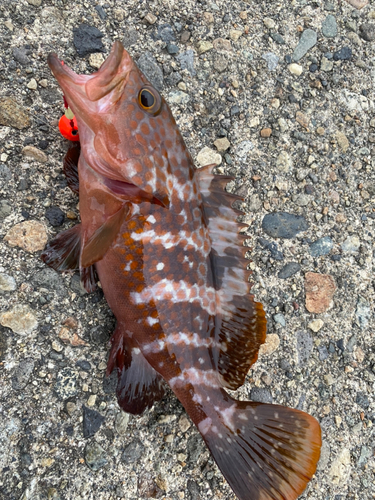 キジハタの釣果