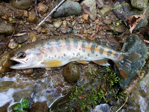 イワナの釣果