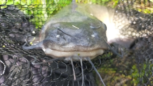 アメリカナマズの釣果