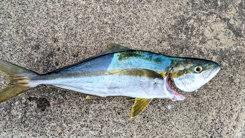 ヒラマサの釣果