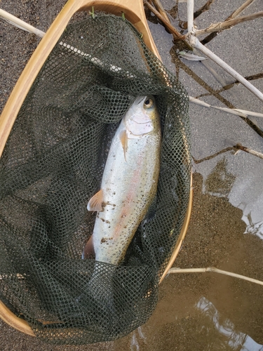 ニジマスの釣果