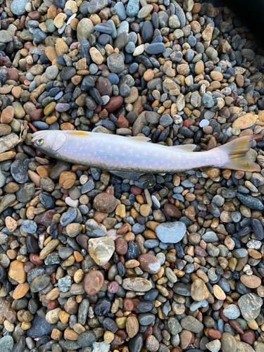 アメマスの釣果