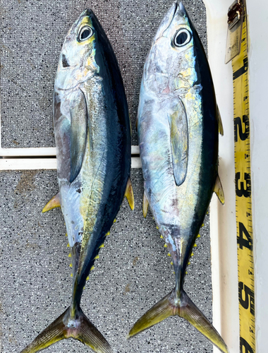 キハダマグロの釣果