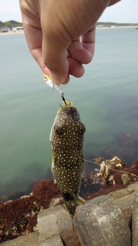 クサフグの釣果