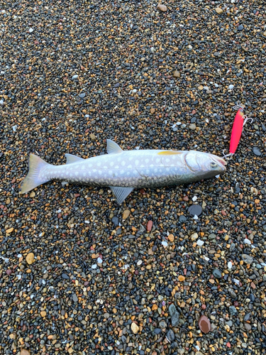 アメマスの釣果