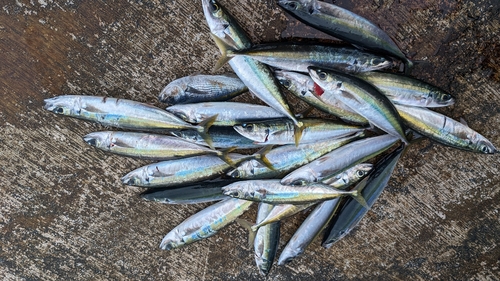 ムロアジの釣果