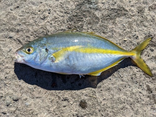 シマアジの釣果