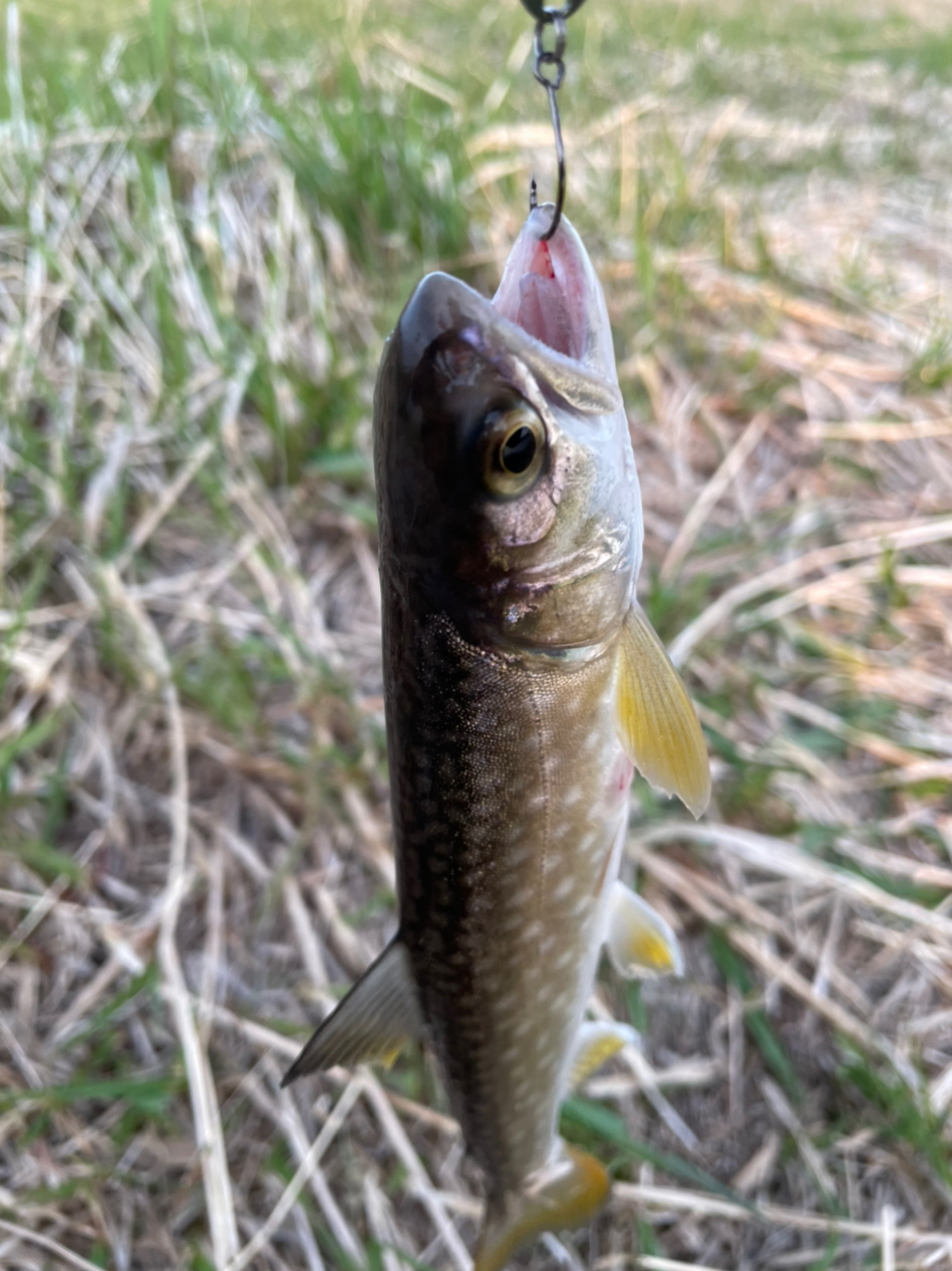 アメマス