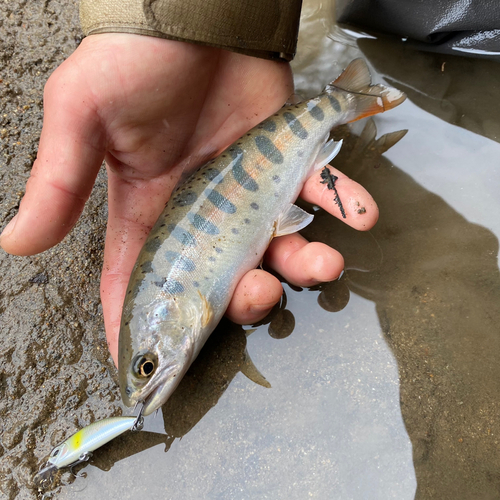 ヤマメの釣果