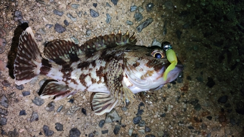 カサゴの釣果