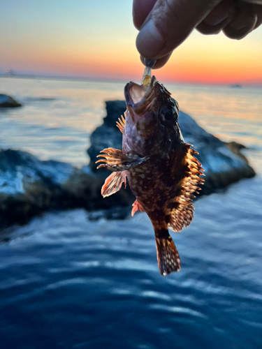 カサゴの釣果