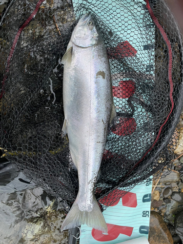 サクラマスの釣果