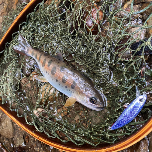 イワナの釣果