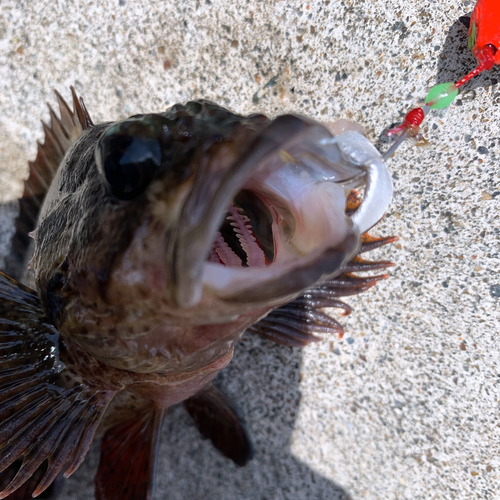 ムラソイの釣果