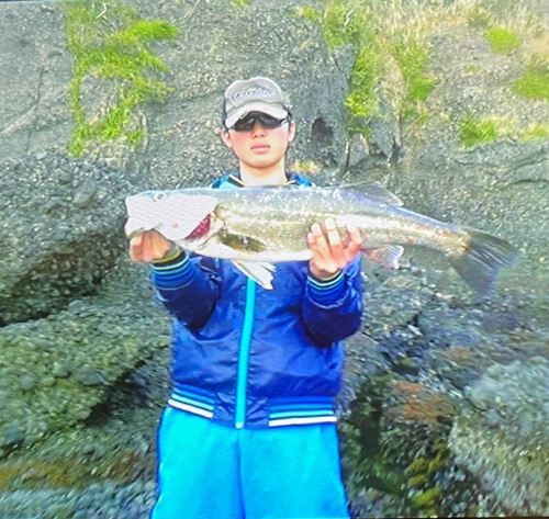 スズキの釣果