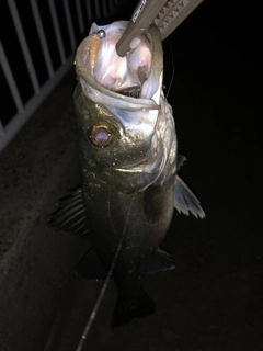 フッコ（マルスズキ）の釣果