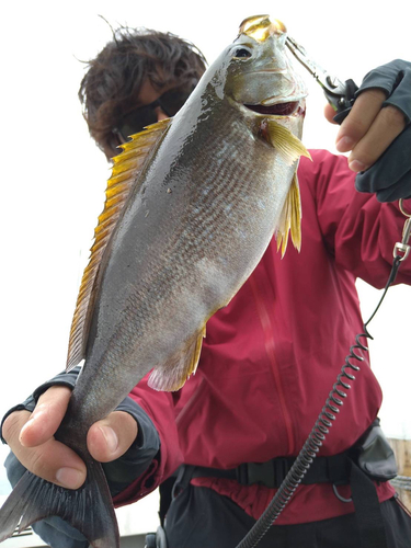 イサキの釣果