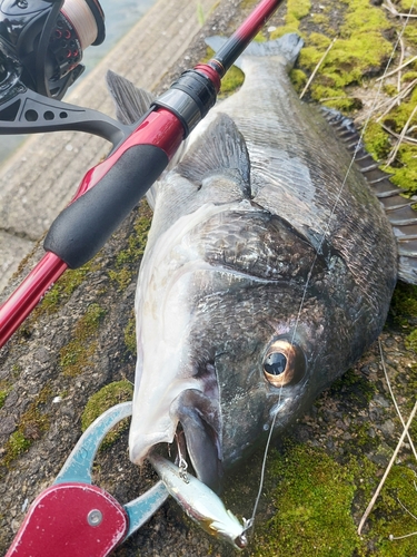 チヌの釣果