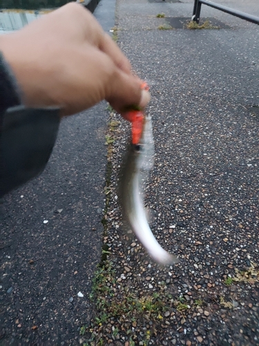 カマスの釣果