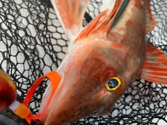 ホウボウの釣果
