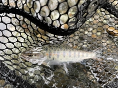 アマゴの釣果