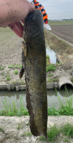 マナマズの釣果