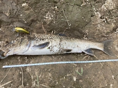 ニゴイの釣果