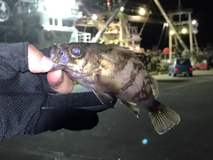 メバルの釣果