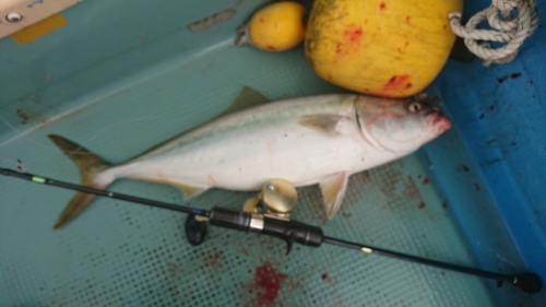 メジロの釣果