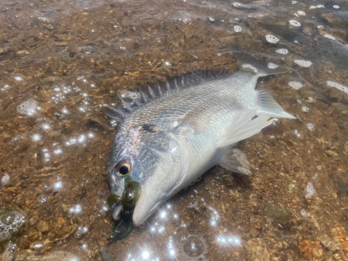 キビレの釣果