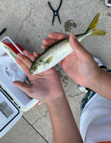 ツバスの釣果