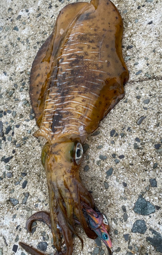 アオリイカの釣果