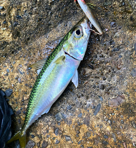 サバの釣果