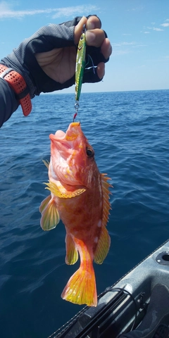 アカハタの釣果