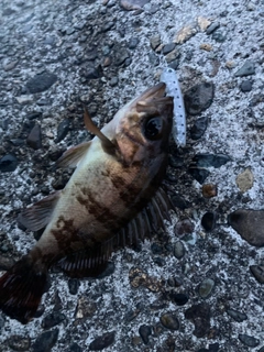 シロメバルの釣果