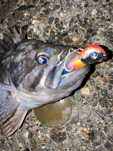 クロソイの釣果