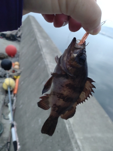 メバルの釣果