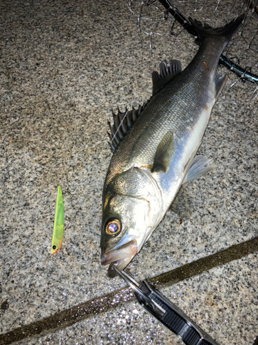 シーバスの釣果