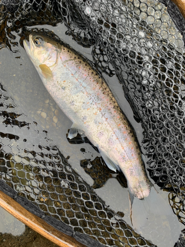 アマゴの釣果