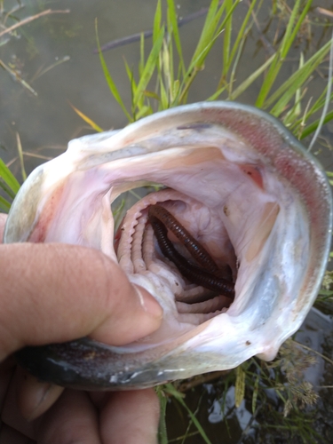 ブラックバスの釣果