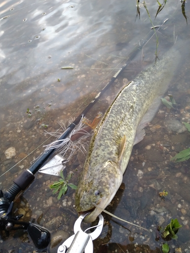 ナマズの釣果