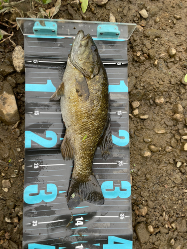 スモールマウスバスの釣果