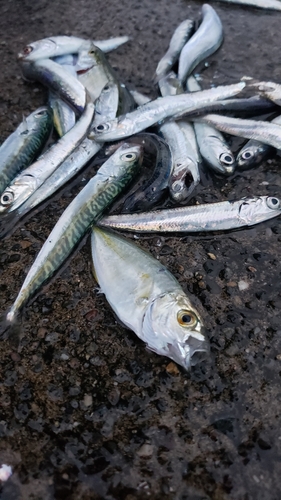 カタクチイワシの釣果