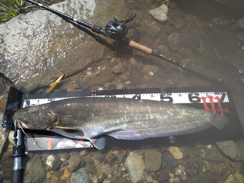 ナマズの釣果