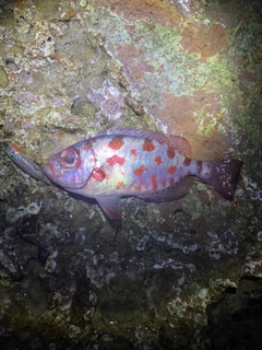 ゴマヒレキントキの釣果