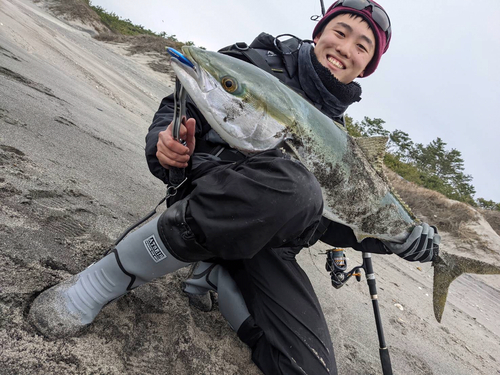 ブリの釣果