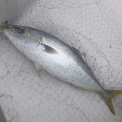 ヤズの釣果