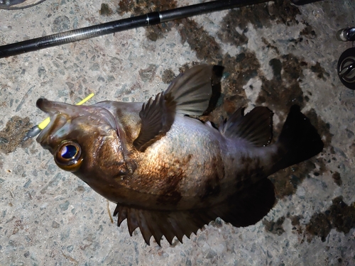 メバルの釣果