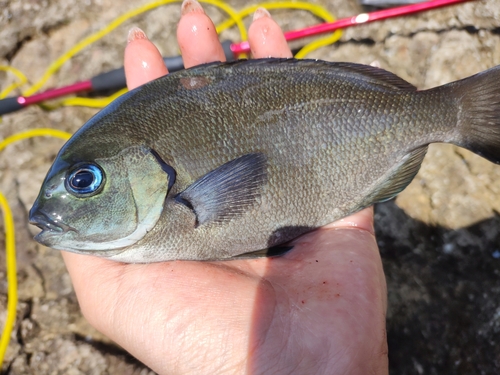 メジナの釣果