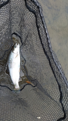 ニジマスの釣果